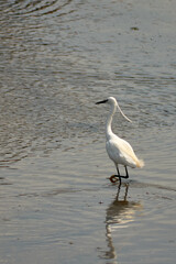Little Egret (Egretta garzetta) in the Foz estuary in Ramallosa, Nigran, Pontevedra, Spain