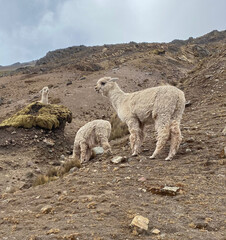 Photo de plusieurs alpagas blancs dans la montagne, dans un décors aride et sec. 