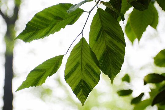 Beech Leaf Disease causes dark green stripes on beech tree leaves and can kill beech trees. BLD is linked to nematode worm Litylenchus crenatae and infects American Beech (Fagus grandifolia) trees.