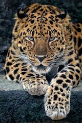 Portrait of an angry Amur leopard. Leopard getting ready to attack.