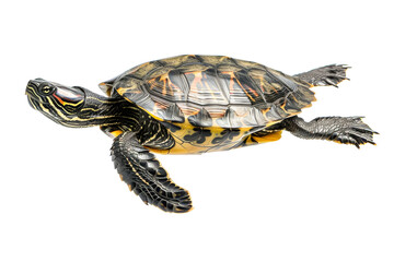 Detailed North American Painted Turtle Isolated on White Background for Reptile Enthusiasts