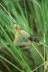 birth of four-spotted chaser, Belgium
