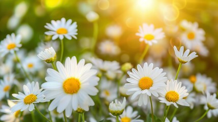 Fototapeta premium Aster field on a sunny day.