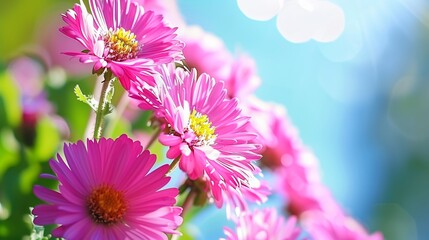 Obraz premium Aster field on a sunny day.