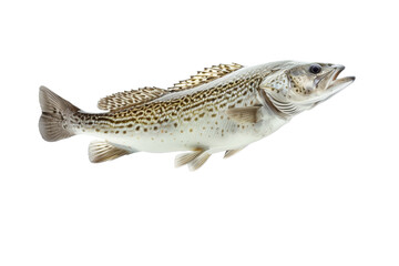 Naklejka premium Spotted Trout Fish Isolated on White Background Freshwater Species Close-Up