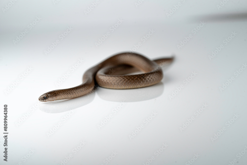 Wall mural smooth earth snake - virginia valeriae - on white background