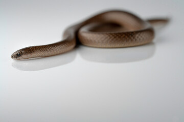 Smooth Earth Snake - Virginia valeriae - on white background 