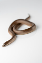 Smooth Earth Snake - Virginia valeriae - on white background 
