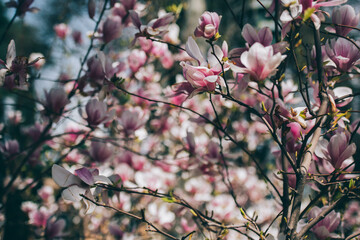Magnolia flowers in spring, Magnolia flowers in Springtime