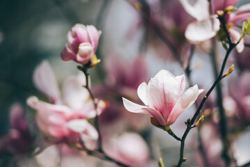 Fototapeta premium Magnolia flowers in spring, Magnolia flowers in Springtime