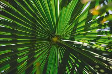 Obraz premium palm tree leaves, palm Leaf background, palm fronds