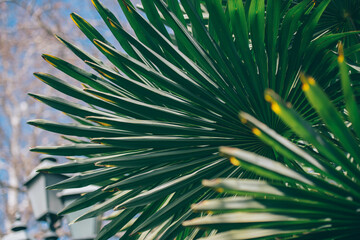 Fototapeta premium palm tree leaves, palm Leaf background, palm fronds