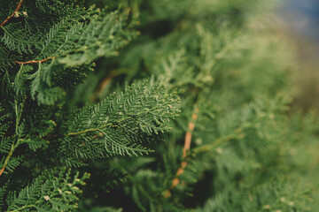 green moss on the tree