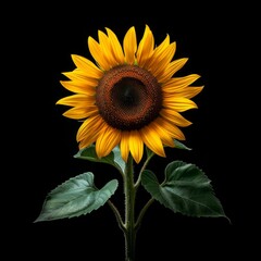 Obraz premium sunflower flower with dark background