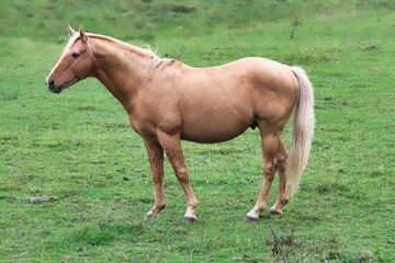 Fototapeta premium New Zealand