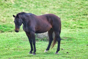Fototapeta premium New Zealand