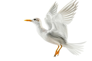 Obraz premium Elegant White Bird in Flight Isolated on White Background Graceful Flying Species Close-Up