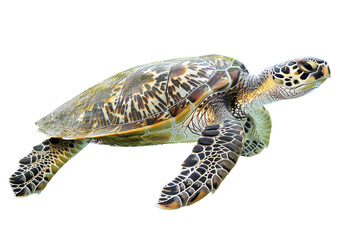 Fototapeta premium Graceful Pacific Green Sea Turtle Isolated on White Background for Marine Enthusiasts