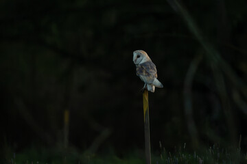barn owl