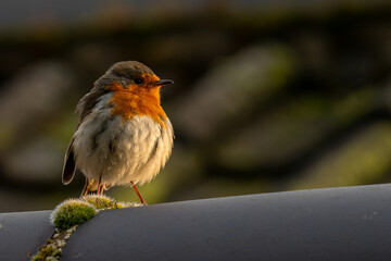 Robin on some moss