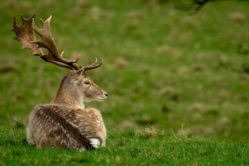 Deer in the countryside