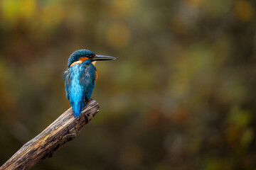 Kingfisher Perching on a branch on the norfolk broads