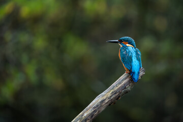 Kingfisher Perching on a branch on the norfolk broads