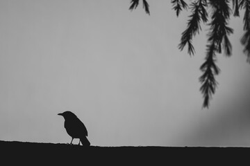 Black and white minimal image of the silhouette of a blackbird perched on a wall with pine boughs...