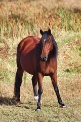 Obraz premium New Zealand