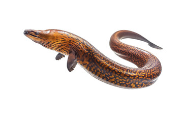 Moray Eel Isolated on White Background Marine Predator Close-Up