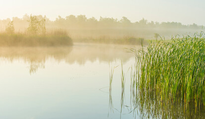 The edge of a lake with reed in wetland in springtime at sunrise , Almere, Flevoland, The...
