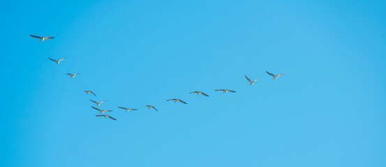 Birds flying in a blue colored foggy sky at sunrise in springtime, Almere, Flevoland, The Netherlands,  May 9, 2024