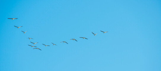 Birds flying in a blue colored foggy sky at sunrise in springtime, Almere, Flevoland, The Netherlands,  May 9, 2024