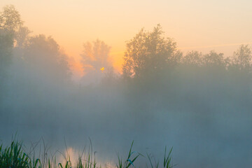 The edge of a lake with reed in wetland in springtime at sunrise , Almere, Flevoland, The Netherlands, May 9, 2024
