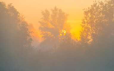 The edge of a lake with reed in wetland in springtime at sunrise , Almere, Flevoland, The Netherlands, May 9, 2024
