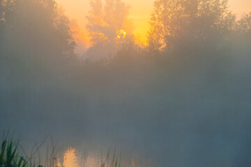 Naklejka premium The edge of a lake with reed in wetland in springtime at sunrise , Almere, Flevoland, The Netherlands, May 9, 2024