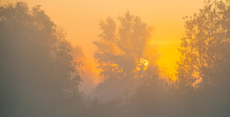 The edge of a lake with reed in wetland in springtime at sunrise , Almere, Flevoland, The...