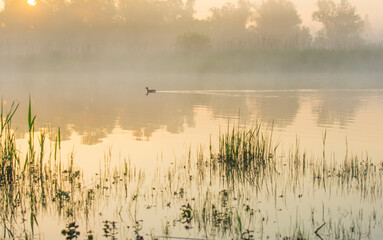The edge of a lake with reed in wetland in springtime at sunrise , Almere, Flevoland, The Netherlands, May 9, 2024