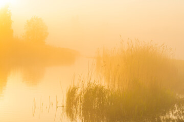 The edge of a lake with reed in wetland in springtime at sunrise , Almere, Flevoland, The Netherlands, May 9, 2024