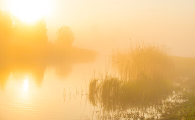 Obraz premium The edge of a lake with reed in wetland in springtime at sunrise , Almere, Flevoland, The Netherlands, May 9, 2024