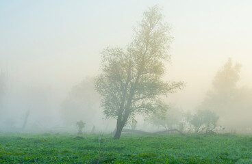 Fototapeta premium The edge of a lake with reed in wetland in springtime at sunrise , Almere, Flevoland, The Netherlands, May 9, 2024