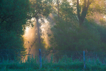 The edge of a lake with reed in wetland in springtime at sunrise , Almere, Flevoland, The Netherlands, May 9, 2024