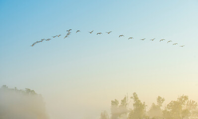 Birds flying in a blue colored foggy sky at sunrise in springtime, Almere, Flevoland, The Netherlands,  May 9, 2024