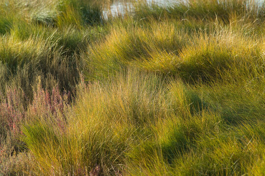 Paddies. Furrows invaded by water. Cabras, OR, Sardinia, Italy, Close up shot of tall green and yellow grass bunches. Copy space for text, background.