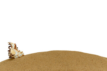 Seashell on the sand. Place for text. Layout for design.
