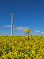 Bright yellow rapeseed field with a solitary wind turbine against a blue sky.