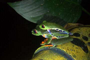Beautiful and colorful Red-Eyed Tree Frog or Leaf Frog (Agalychnis callidryas) copulating in the night of the rainforest of Costa Rica