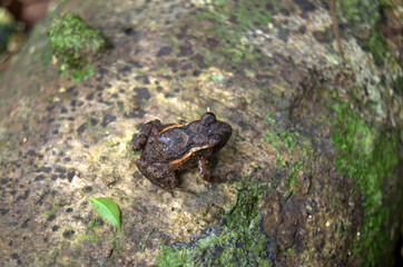 Rain Frog (Craugastor plyptychus) perched in the vegetation of the rainforest of Costa Rica