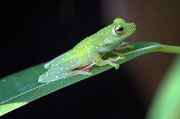 Beautiful and colorful Red Tree Frog or Scarlet-Webbed Tree Frog (Hypsiboas rufitelus) perched in a leaf of the rainforest of Costa Rica