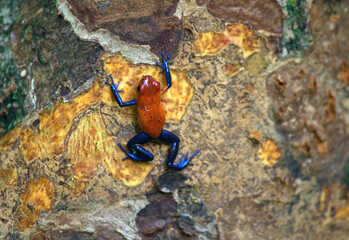 Strawberry Poison (Dart) Frog, Oophaga pumilio perched in the rainforest of Costa Rica